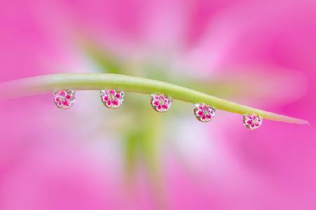 Flowers in Water Drops