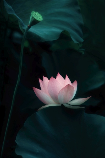 Lotus Flower de Catherine W.