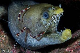 Viper moray and boxer shrimp