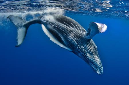 Humpback Whale calf, Reunion Island