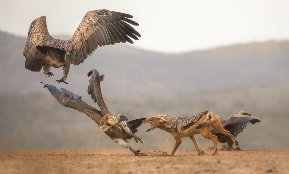 The fight for food... de Charlaine Gerber