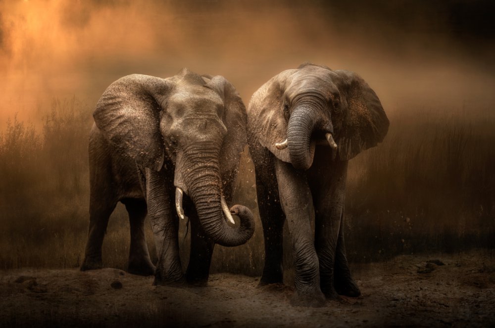 Elephants dust bath... de Charlaine Gerber