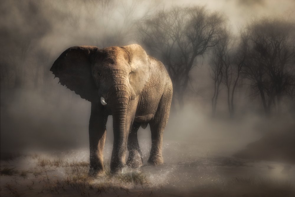 “....elephant drinking water...’ de Charlaine Gerber
