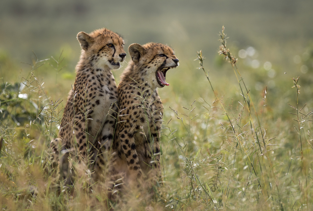 Cheetah brothers yawning de Charlaine Gerber