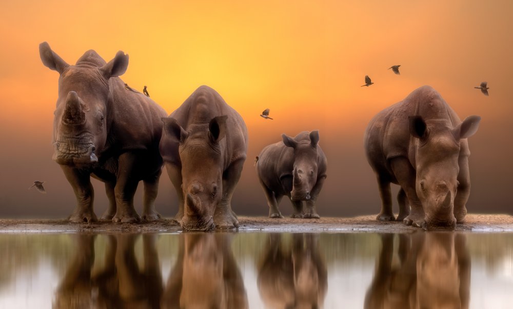 Rhinos by the water..... de Charlaine Gerber