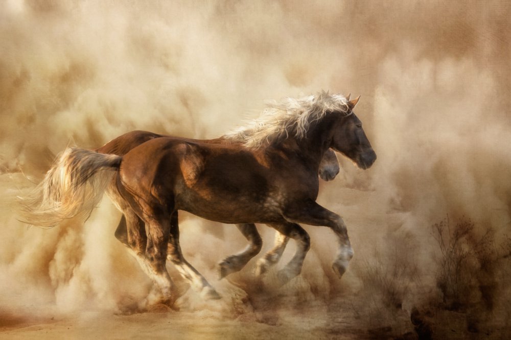 Horses in the dust... de Charlaine Gerber