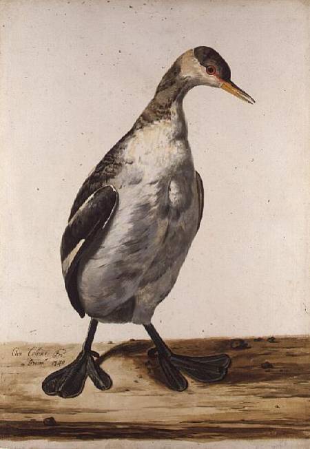 The Greater Loon de Charles Collins