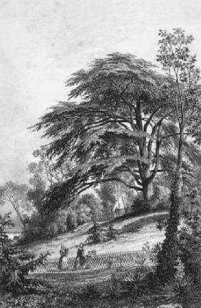 Paris, Jardin des Plantes, Cedar / 1852