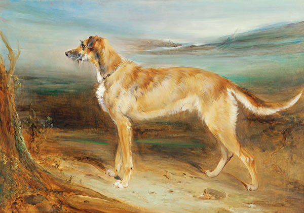 A Scottish Deerhound de Charles Hancock