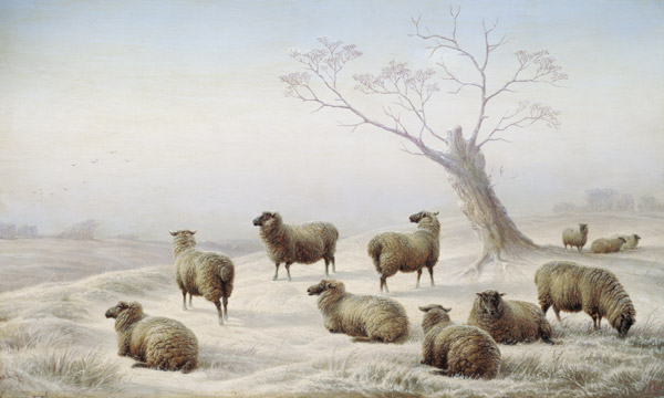 Sheep in Snow de Charles Jones
