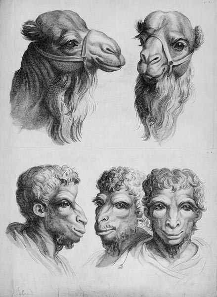 Similarities Between the Head of a Camel and a Man, from 'Livre de portraiture pour ceux qui commenc de Charles Le Brun