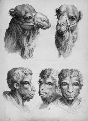 Similarities Between the Head of a Camel and a Man, from 'Livre de portraiture pour ceux qui commenc