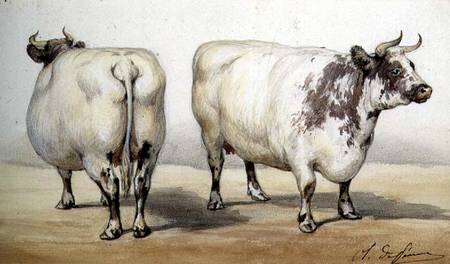 Study of two long-horned cows de Charles Oliver de Penne