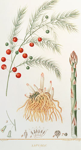 Asparagus: from "Flore Medicale", 1814 de Chaumeton