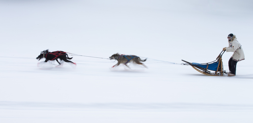 Sled dogs race - 1 de Cheng Chang