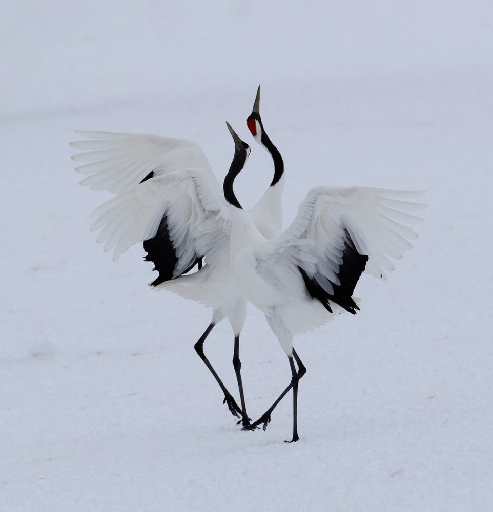 Dancing in the snow. de Cheng Chang