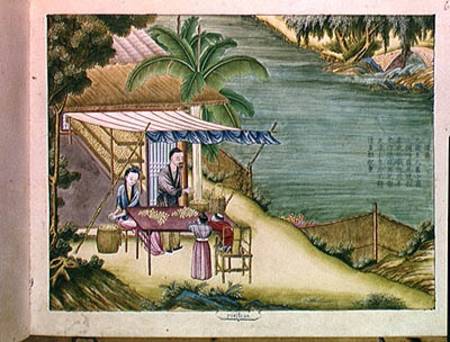 Ms 202 f.6 Sorting the Cocoons, from a book on the silk industry  on de Chinese School