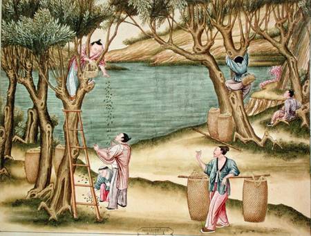 Collecting mulberries, from a book on the silk industry de Chinese School