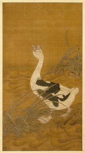 Swan Goose among Water Reeds