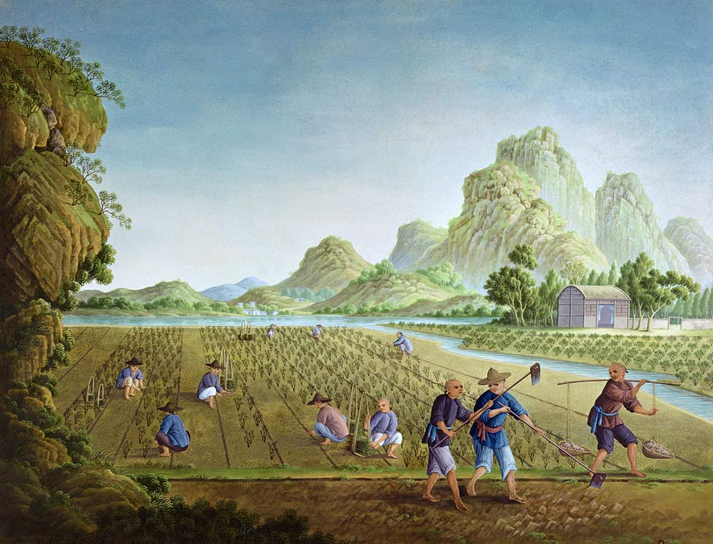 Rice cultivation in China, transplanting plants (colour litho) de Chinese School, (18th century)