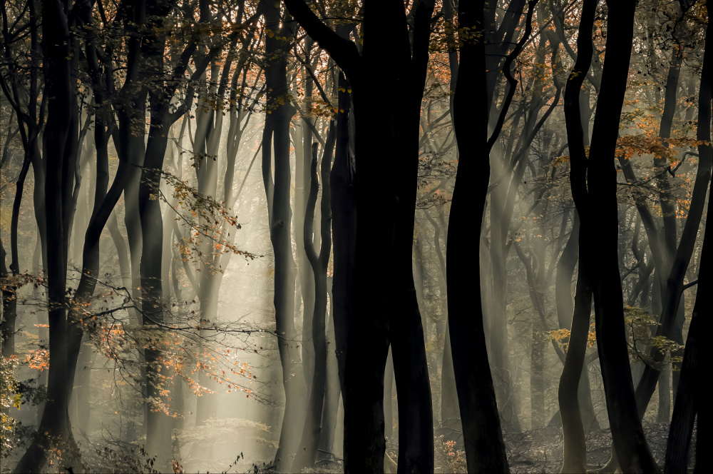 Speulderbos de Chris Coenders