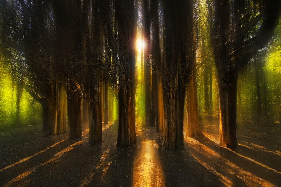 Enchanted Forest de Chris Kaddas