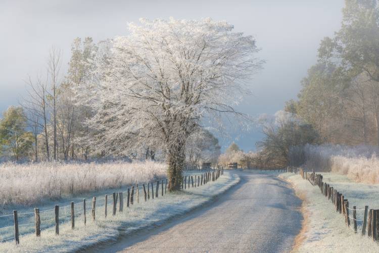 A Frosty Morning de Chris Moore