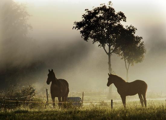 Pferde im Morgennebel de Christian Hager