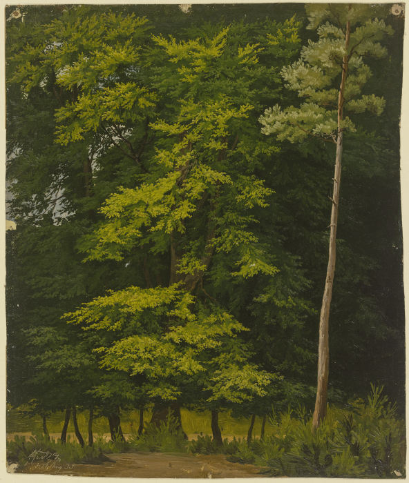 Broadleaf forest (study in oil) de Christian Heerdt