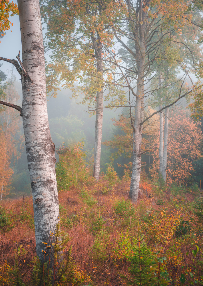 Birchtrees in morning fog de Christian Lindsten