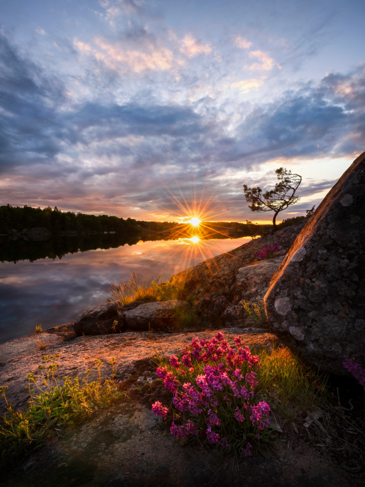 Flowers in sunset de Christian Lindsten