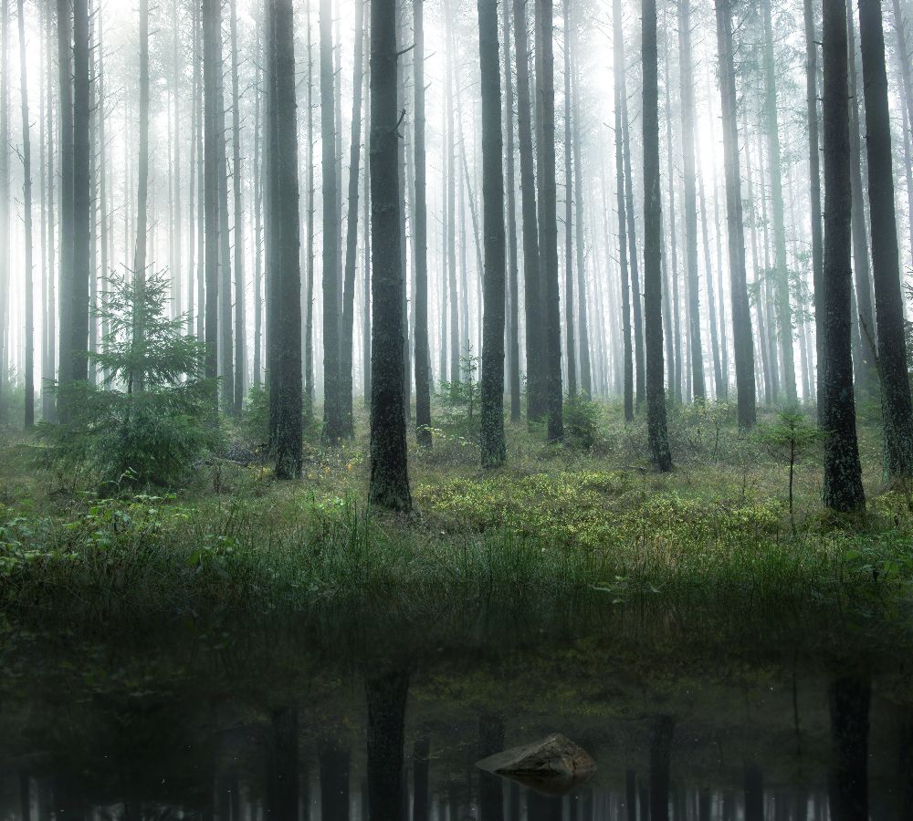 Lake in forest de Christian Lindsten