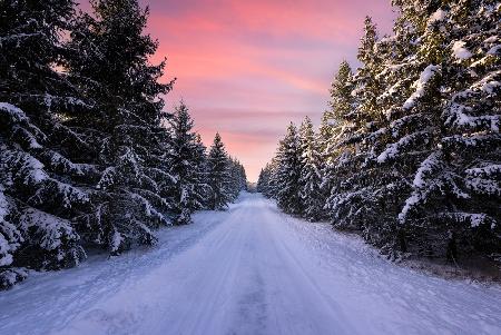 Road into the winter forest