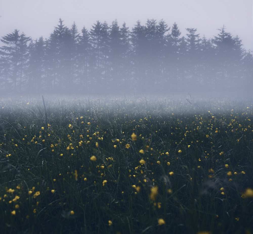 Those foggy mornings de Christian Lindsten