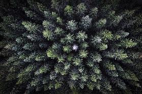 Dead tree surrounded by alive trees, drone photo.
