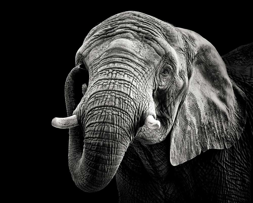 African Elephant de Christian Meermann