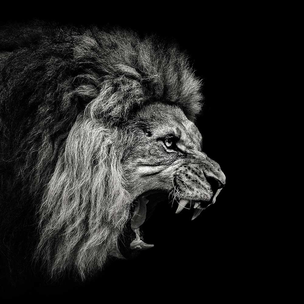 Roaring Lion #2 de Christian Meermann