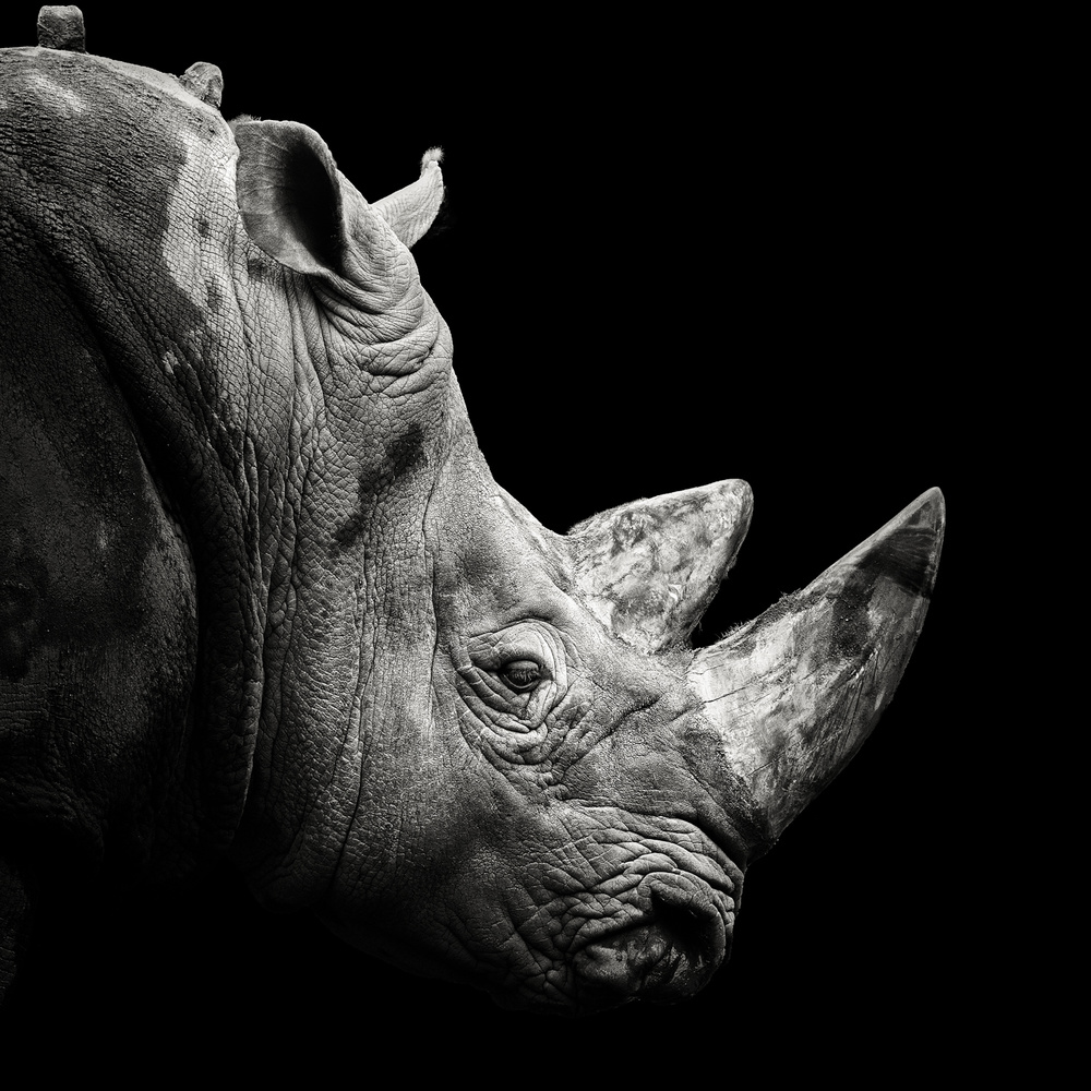 Rhino de Christian Meermann