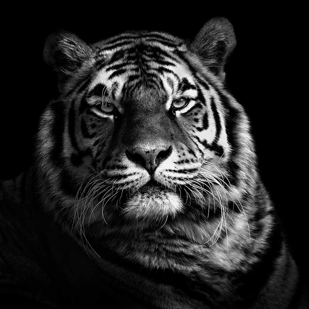 Tiger de Christian Meermann