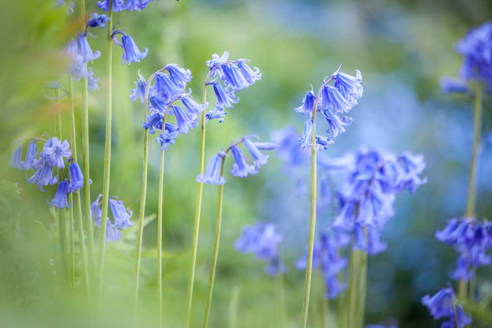 English Bluebells in Woodchester Park, Nympsfield, Gloucestershire de Christian Müringer