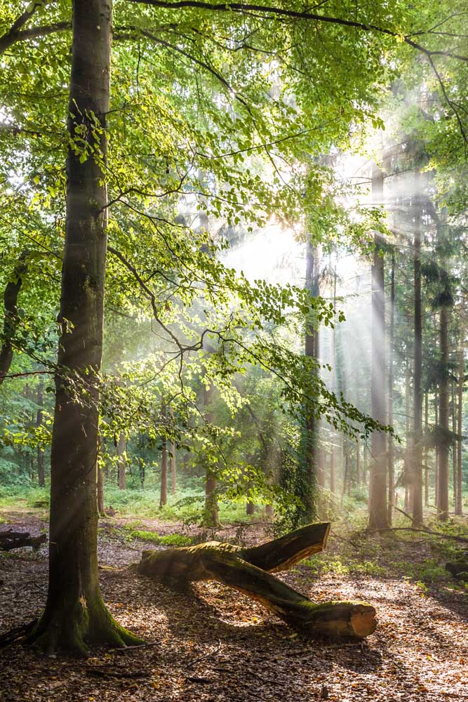 Sunbeams after the rain in the Taunus beech forests de Christian Müringer
