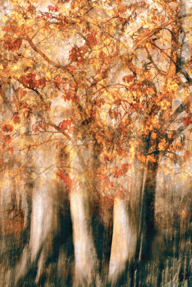 Brilliant autumn de Christina Sillèn