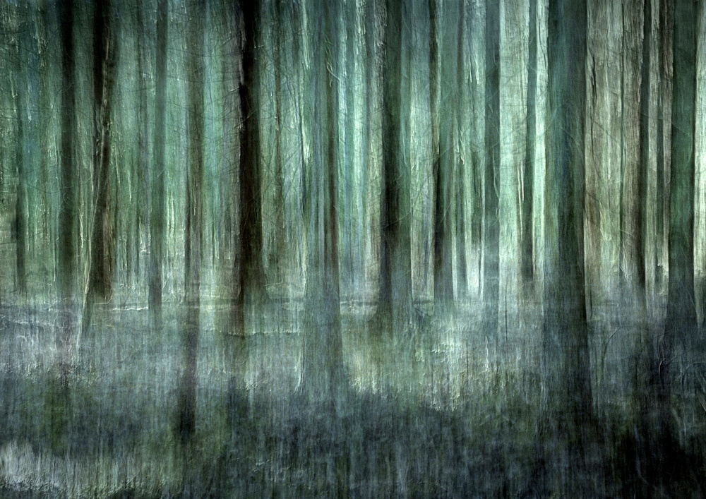 Forest light de Christina Sillèn
