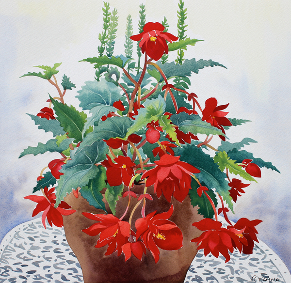 Begonia de Christopher  Ryland