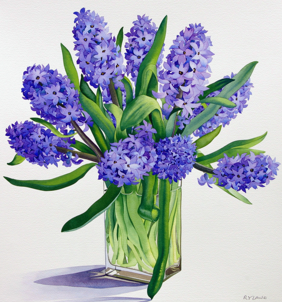 Blue Hyacinths de Christopher  Ryland