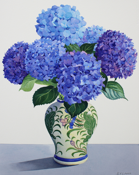 Blue Hydrangeas de Christopher  Ryland