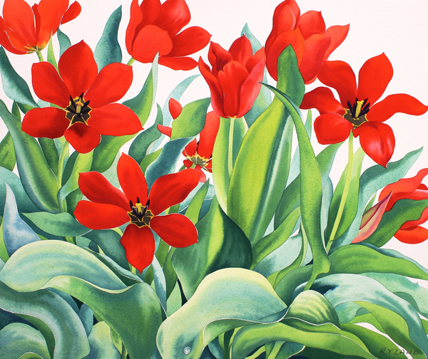 Madame Lefeber Tulips de Christopher  Ryland