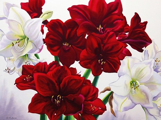 Red and White Amaryllis de Christopher  Ryland