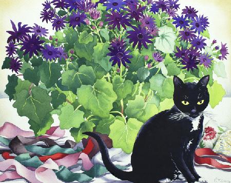 Senetti Plant and Cat