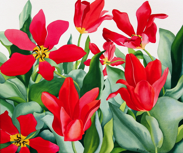 Shakespeare Tulips de Christopher  Ryland
